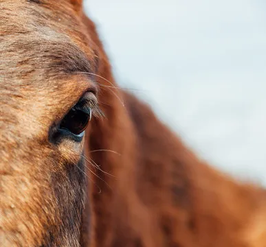 团队合作与创新